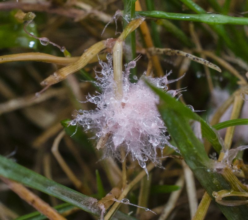 Fusarium del césped