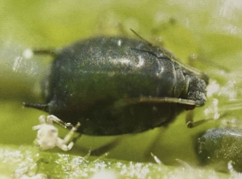 Pulgón del algodón