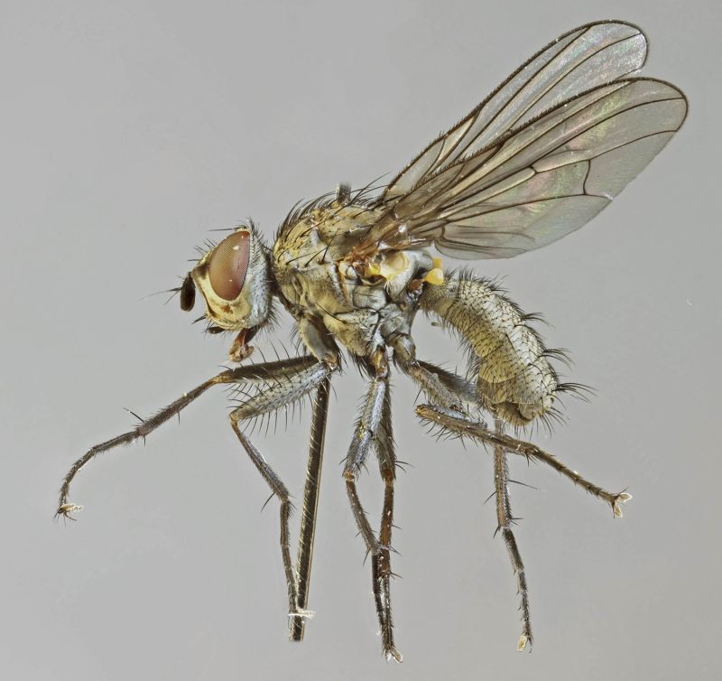 Mosca de la remolacha