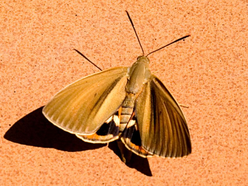 Taladro de la palmera