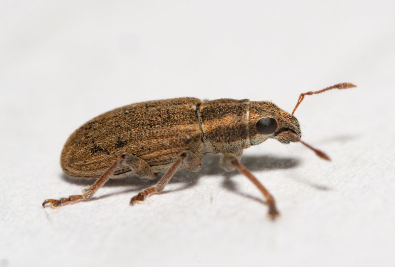 Gorgojo de leguminosas