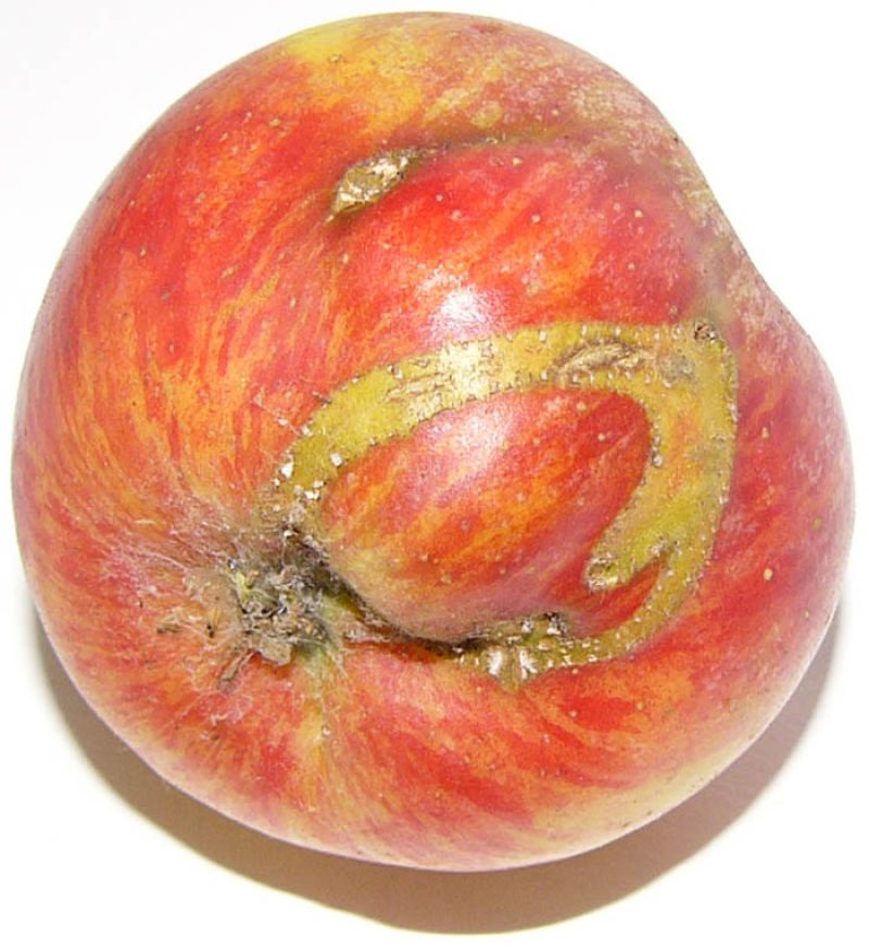 Hoplocampa del manzano