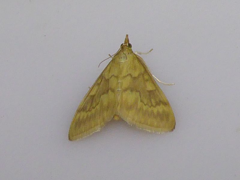 Barrenador del tallo