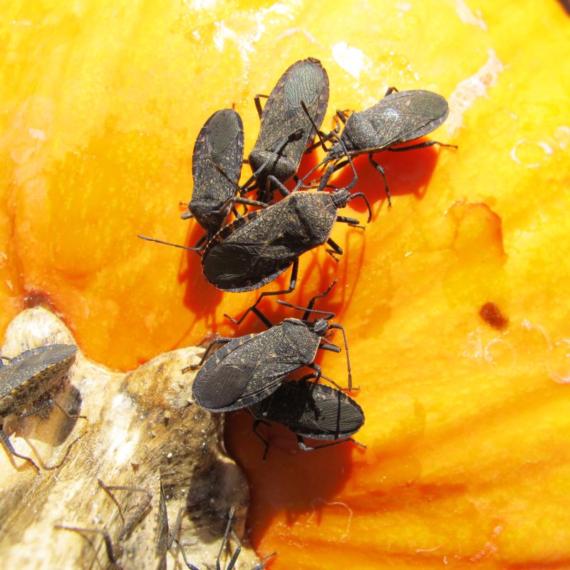 Chinche de la calabaza