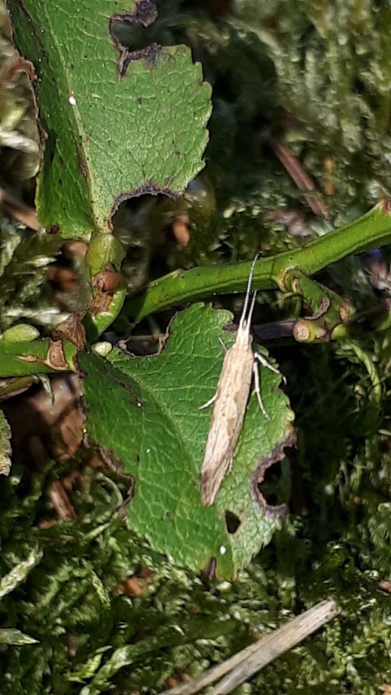 Polilla de crucíferas