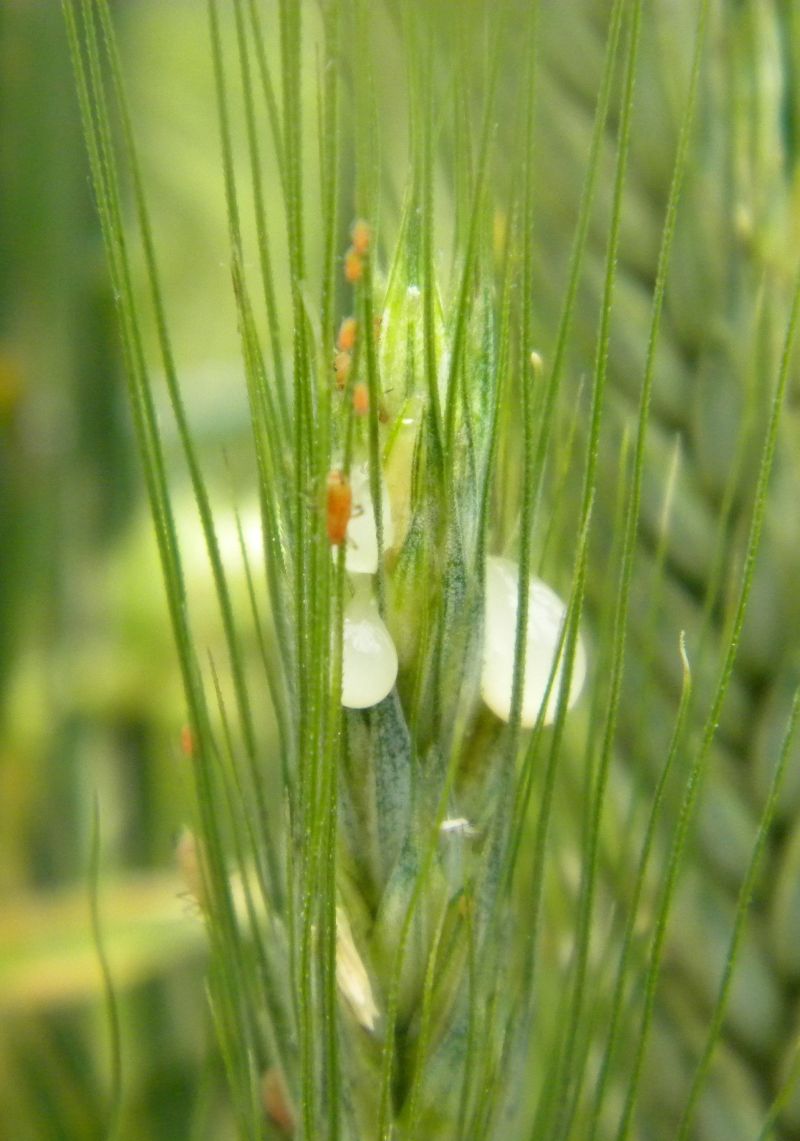 Pulgón de la espiga