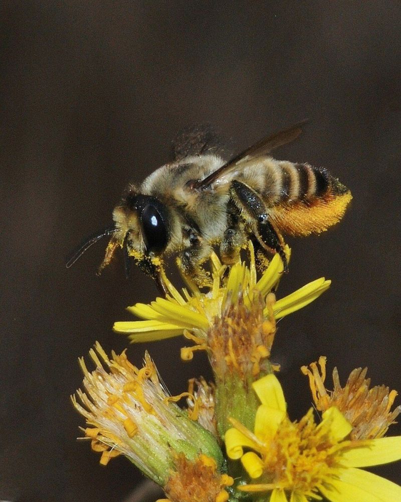 Abeja cortadora de hojas