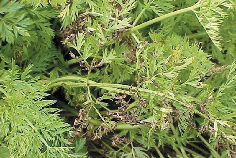 Alternaria zanahoria