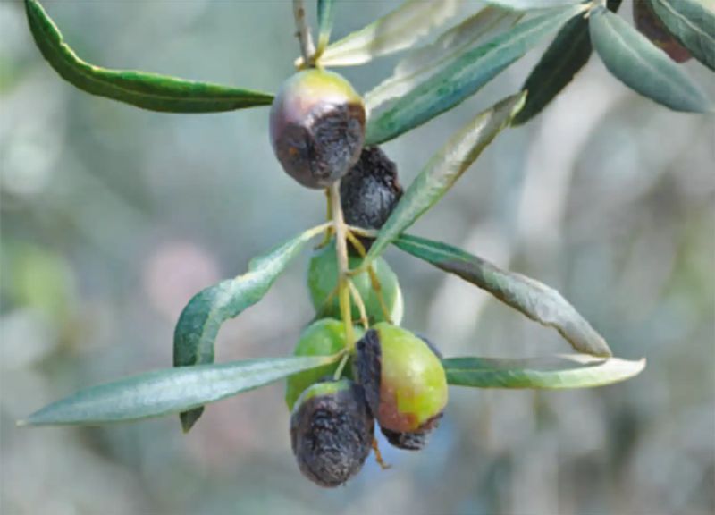 Aceituna jabonosa