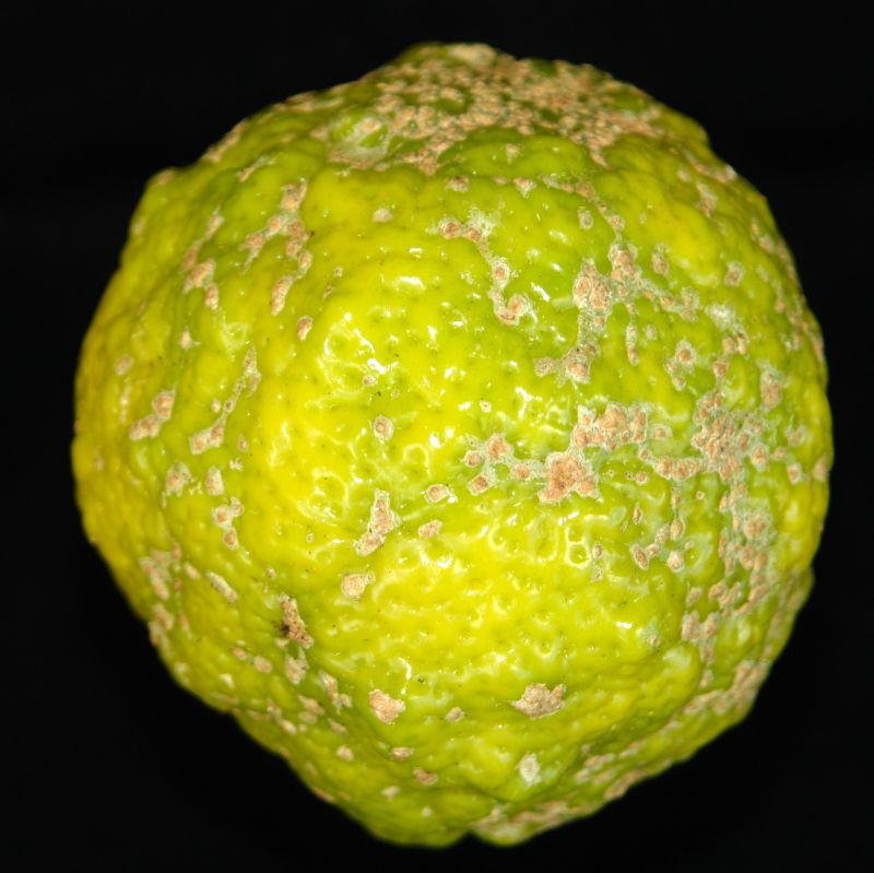 Roña de los cítricos