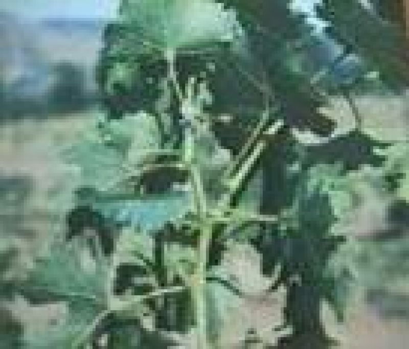 Virus entrenudo corto