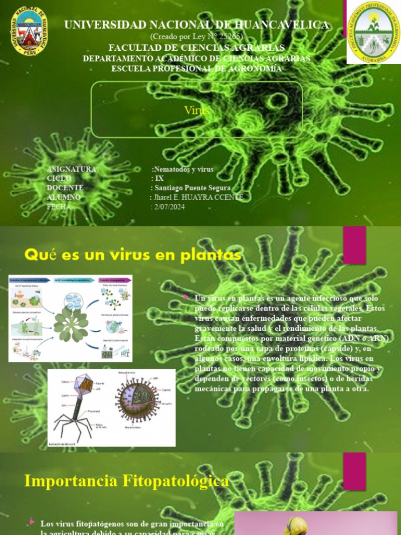 Virus enrollado vid