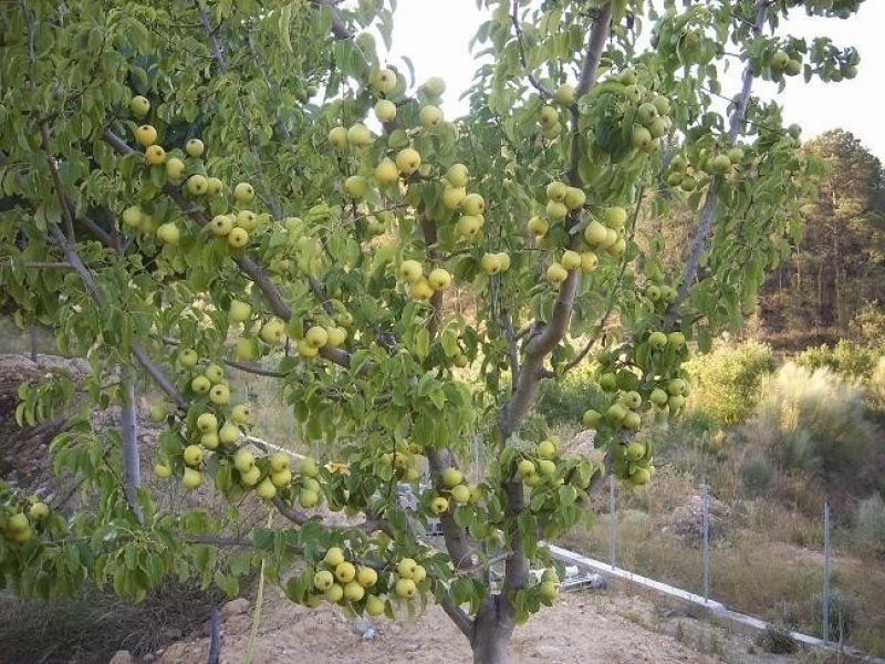 Decaimiento del peral