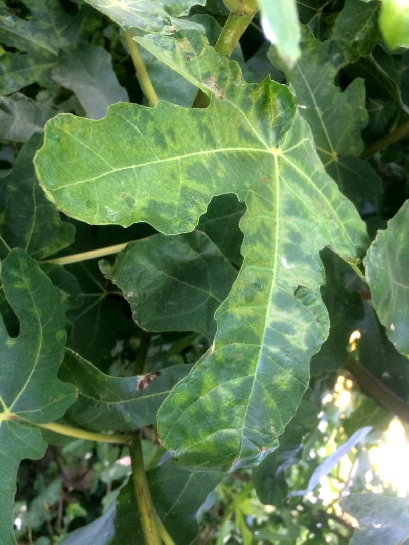 Virus mosaico higuera