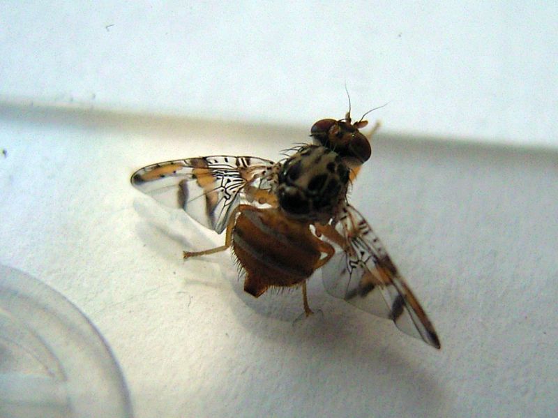 Mosca de la Fruta