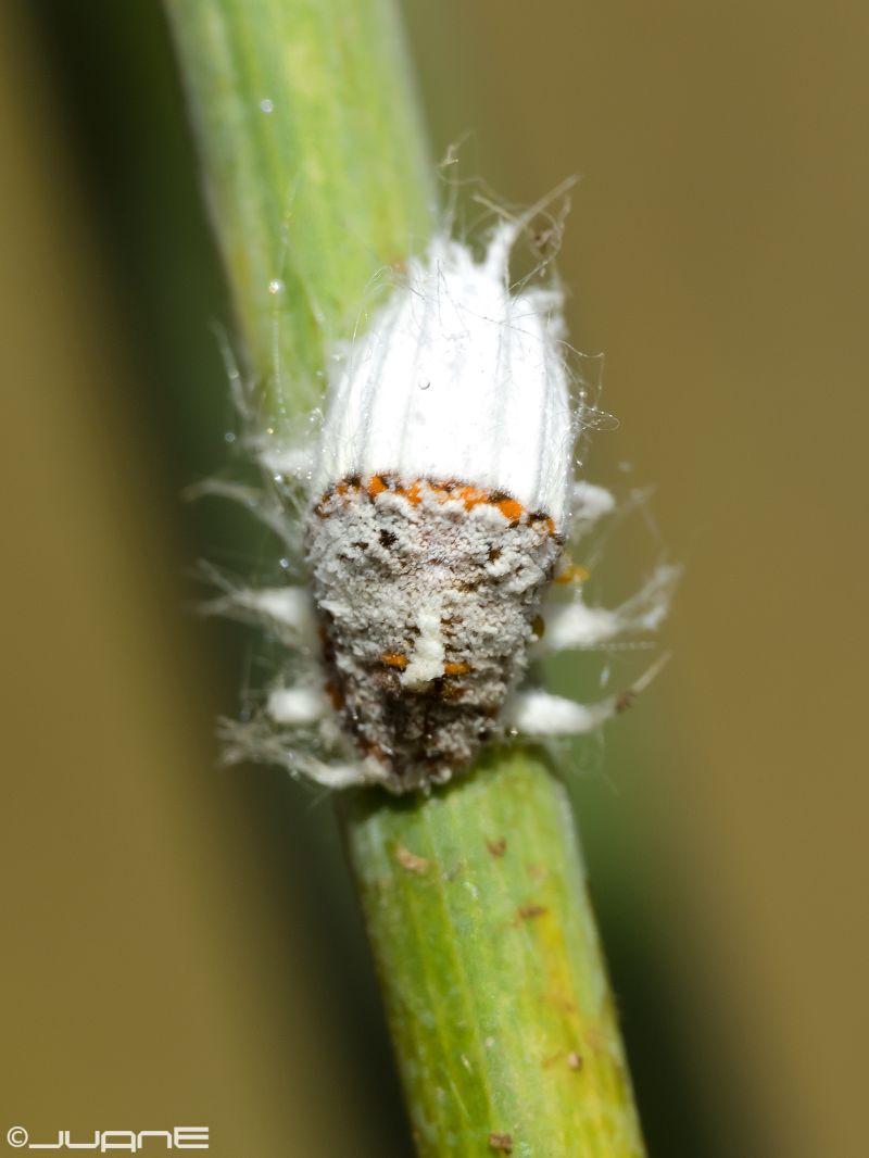 Cochinilla acanalada