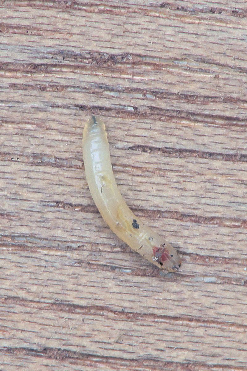 Mosca de la zanahoria