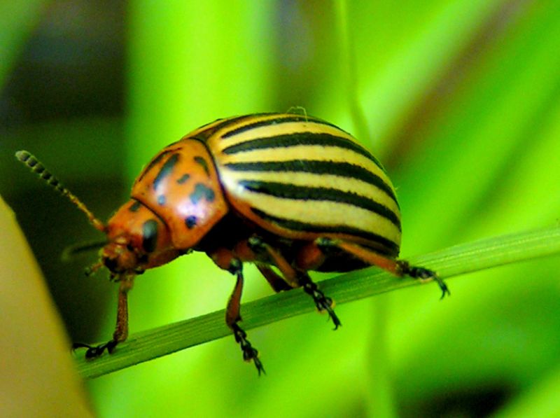 Escarabajo de la patata