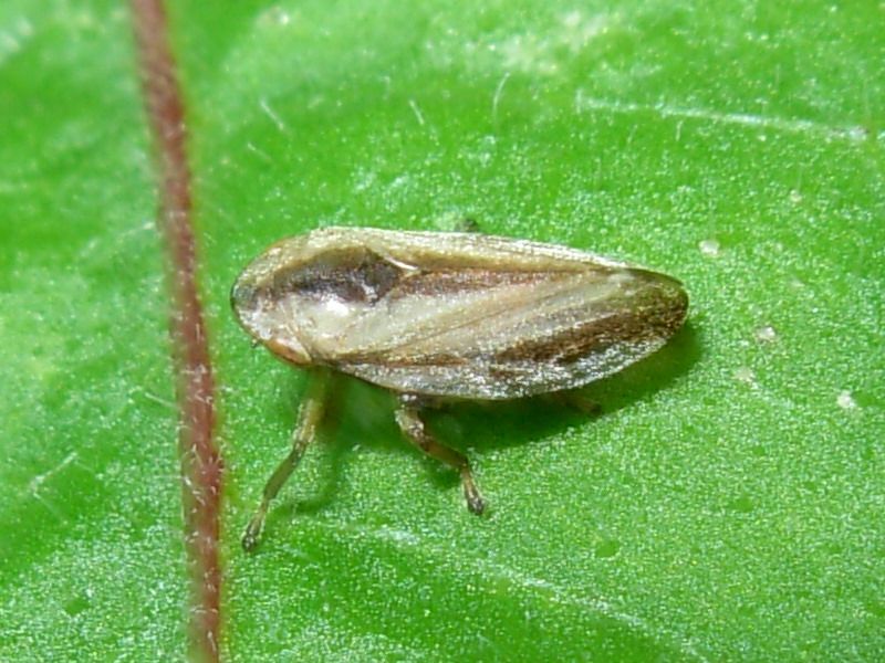Cigarra espumadora