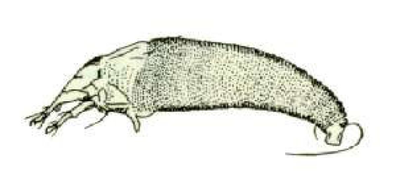 Ácaro de las maravillas