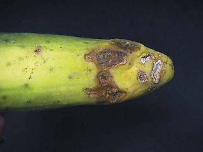 Rhizoctonia