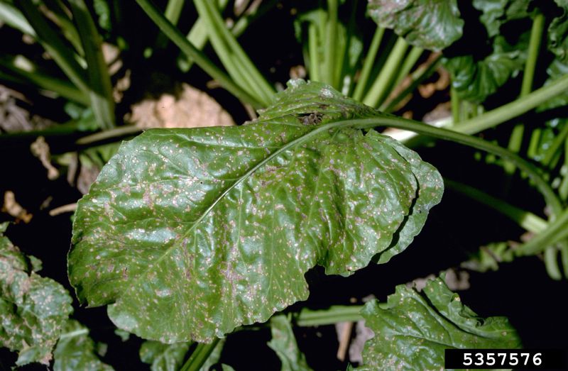 Cercospora
