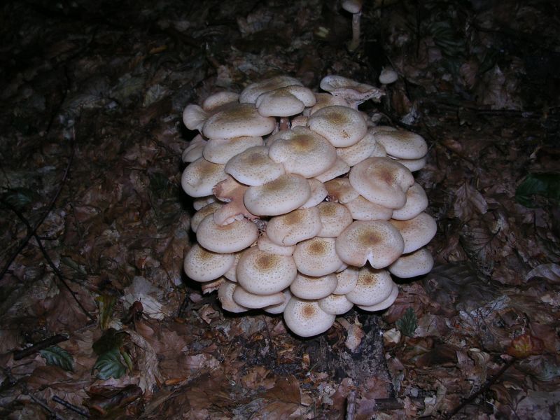 Armillaria