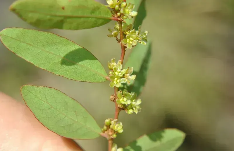 Phyllanthus sellowianus