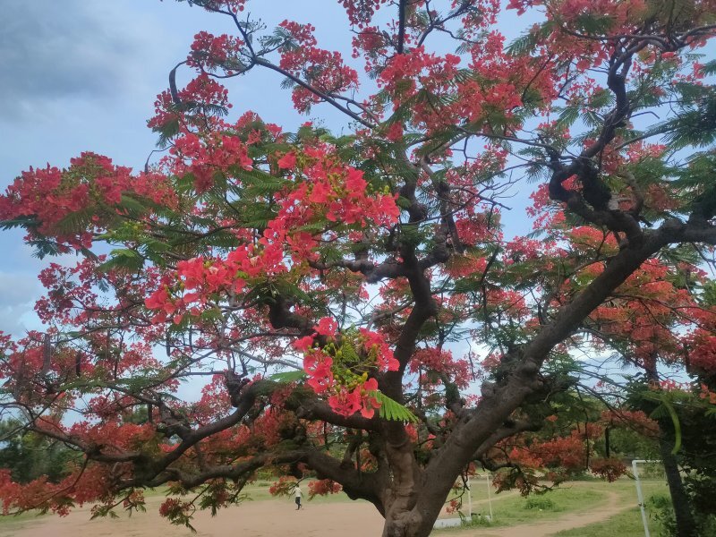 Delonix regia
