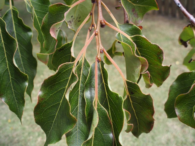 Diospyros virginiana L