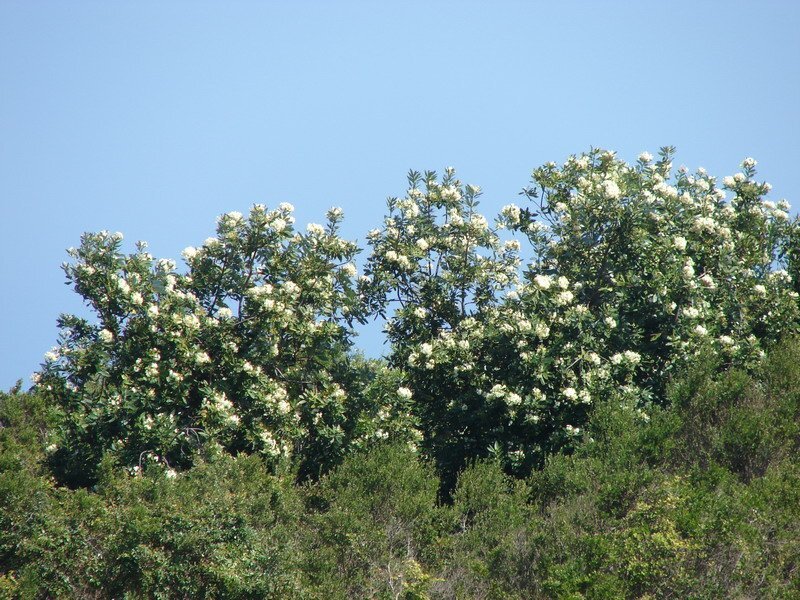 Drimys winteri J.R.Forst. & G. Forst