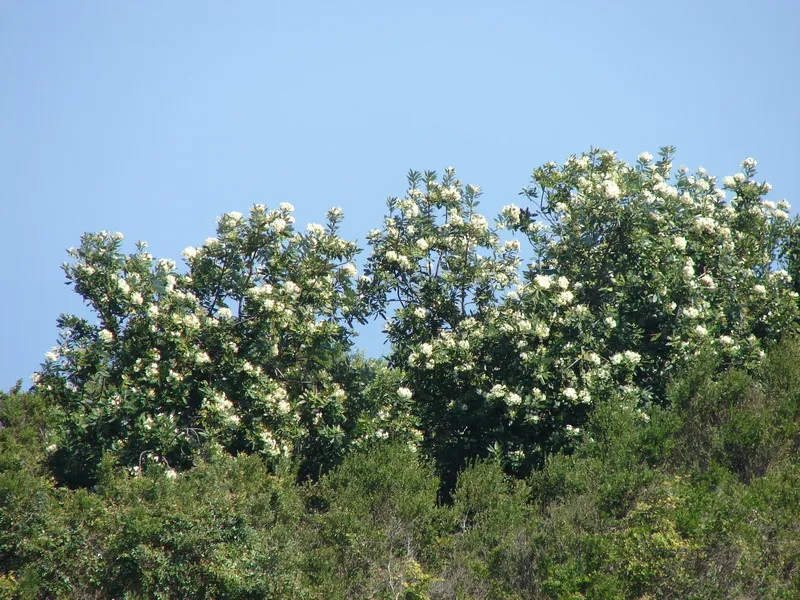 Drimys winteri J.R.Forst. & G. Forst