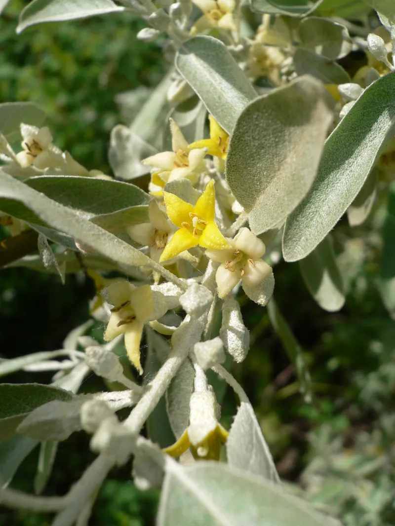 Eleagnus angustifolia L