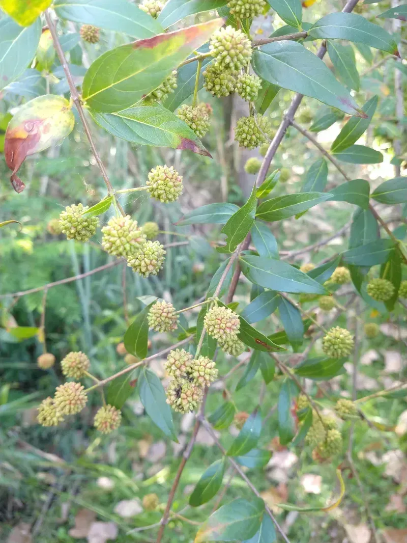 Cephalanthus glabratus