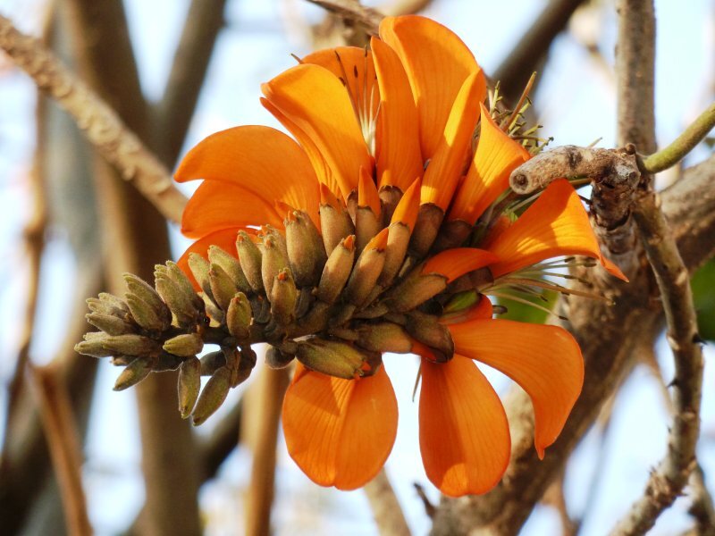 Erythrina caffra Thunb