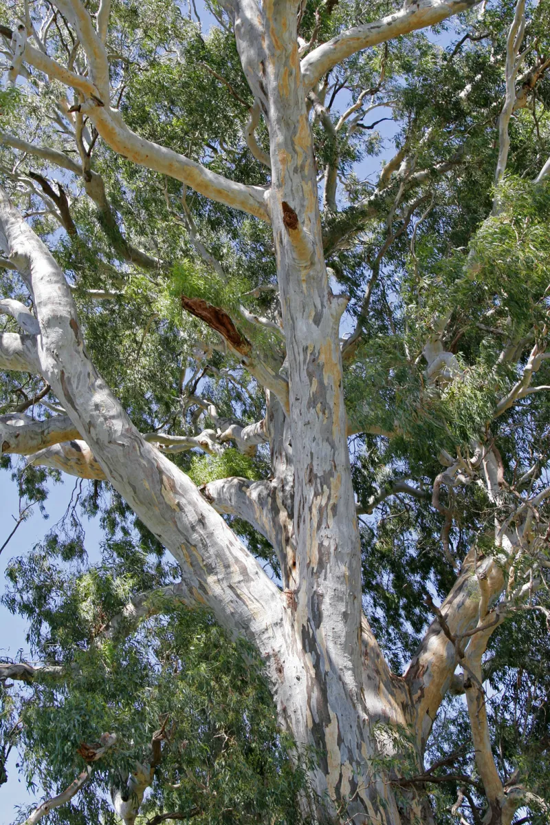 Eucalyptus camaldulensis Dehnh.
