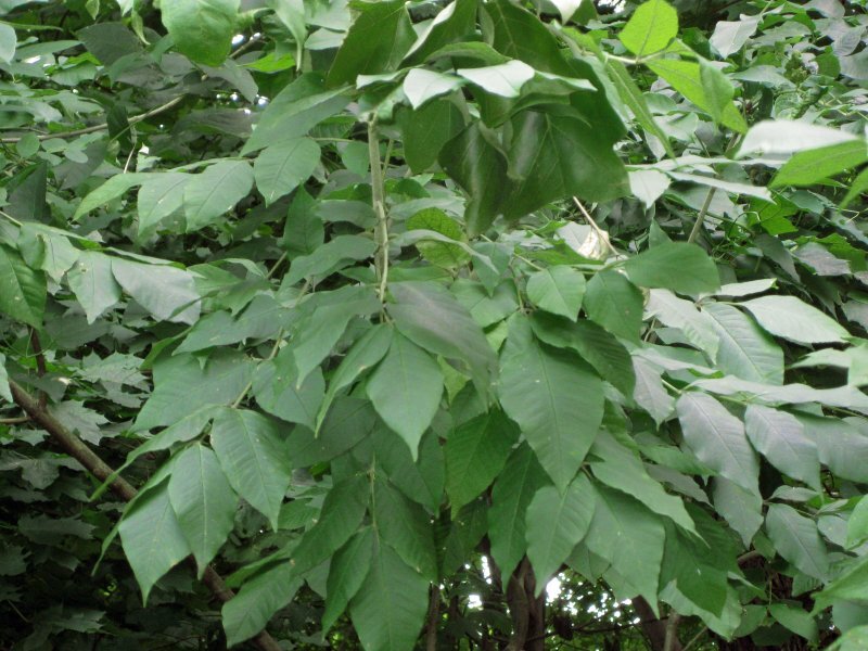 Fraxinus americana L