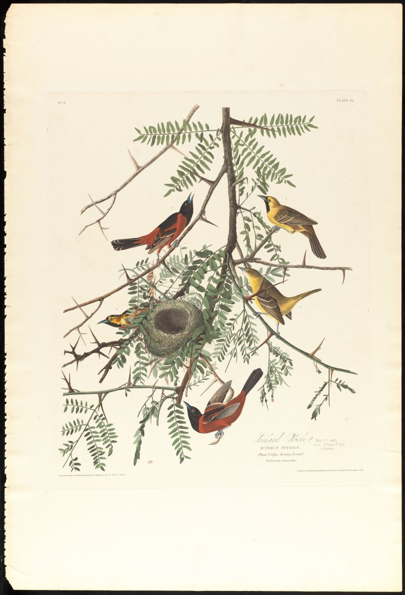 Gleditschia triacanthos L