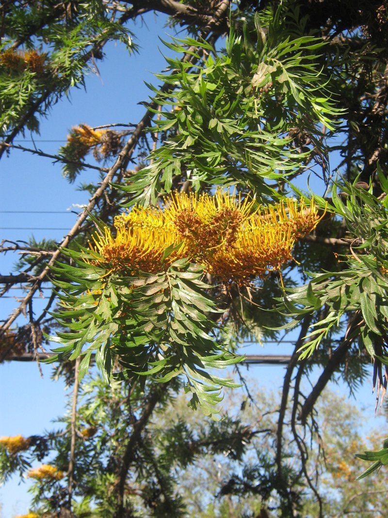 Grevillea robusta A.Cunn