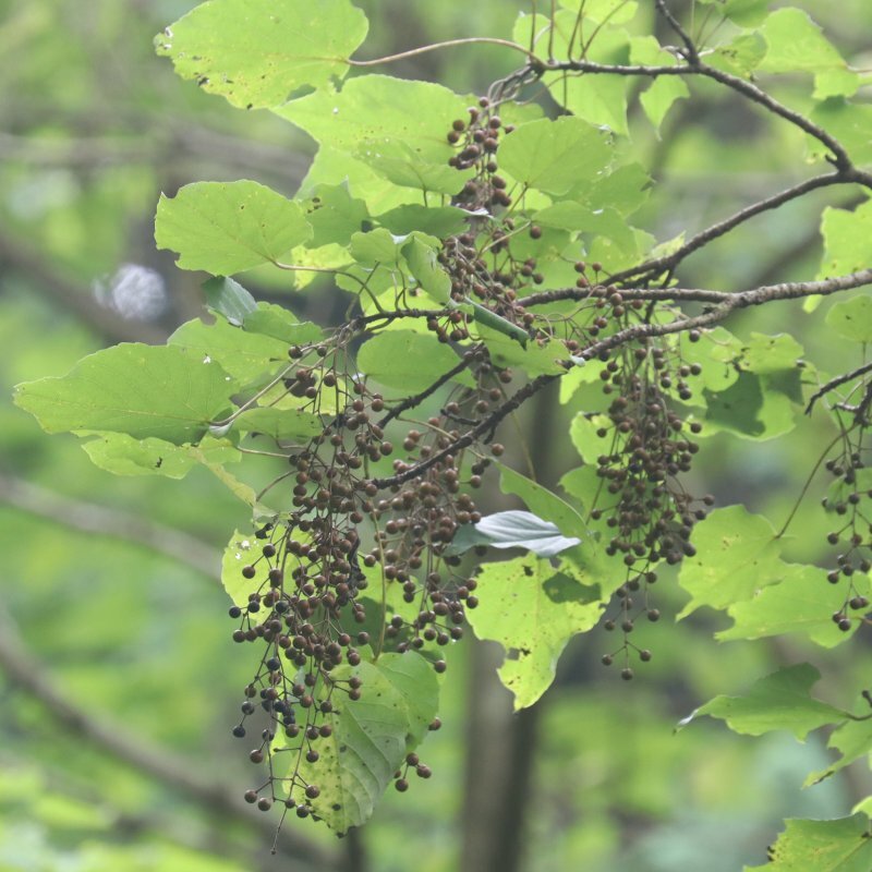 Idesia polycarpa Maxim