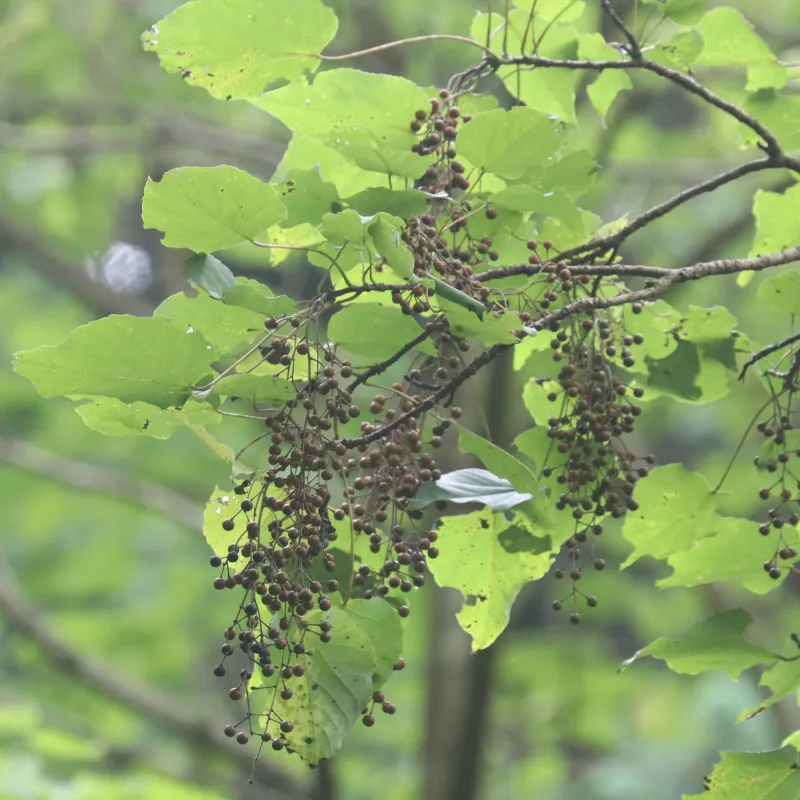 Idesia polycarpa Maxim