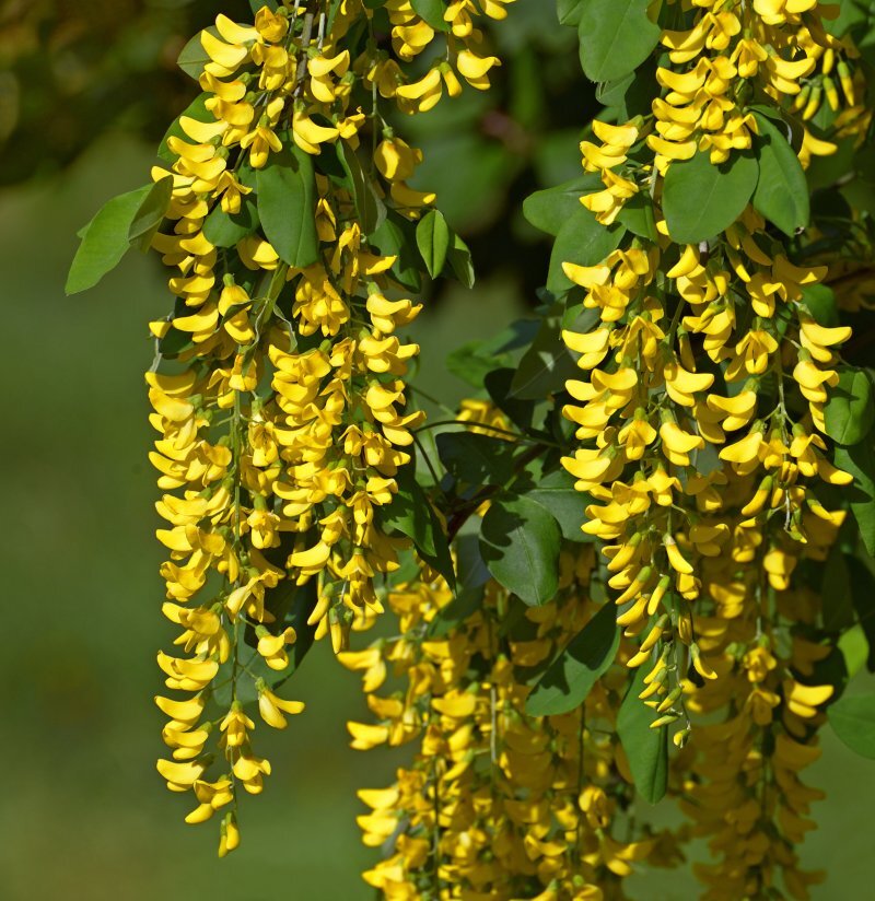Laburnum anagyroides Medic