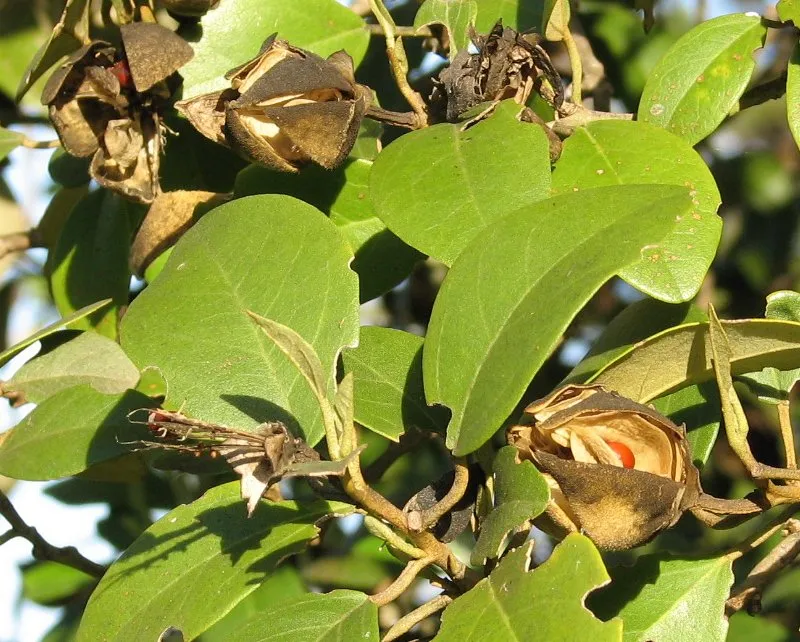Lagunaria patersonii