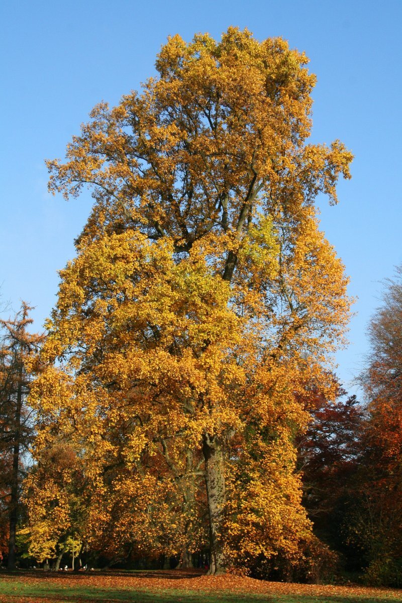 Liriodendron tulipifera L