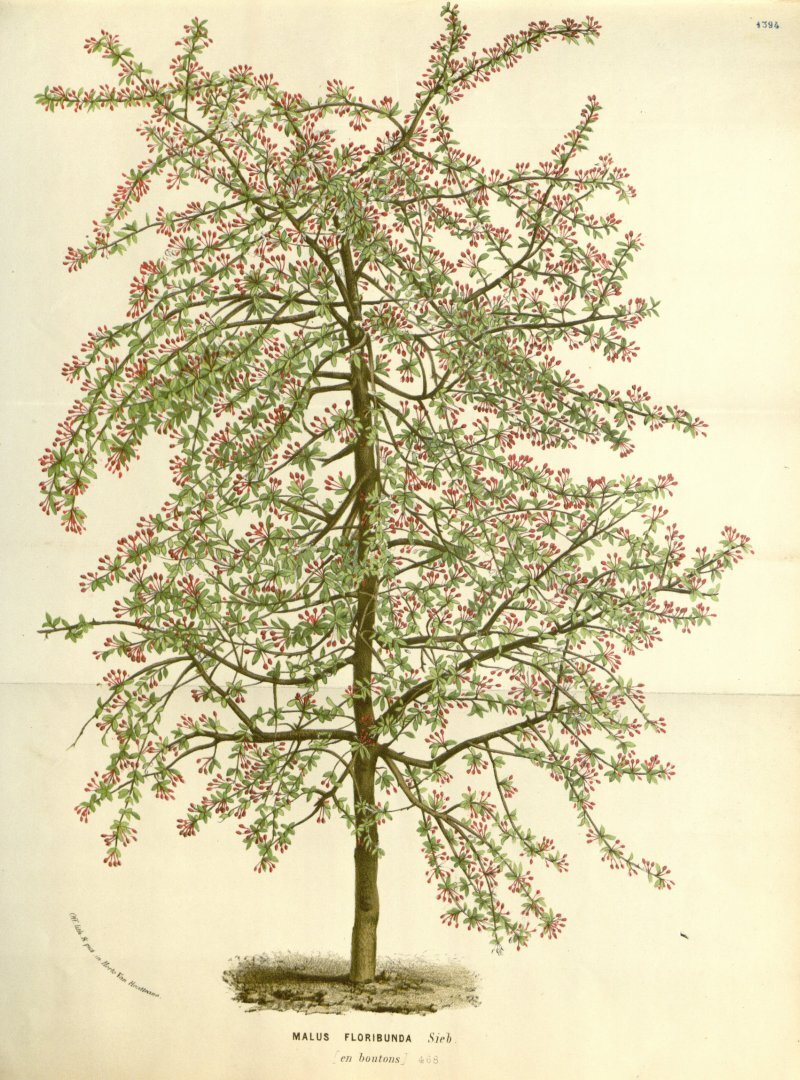 Malus floribunda Van Houtte