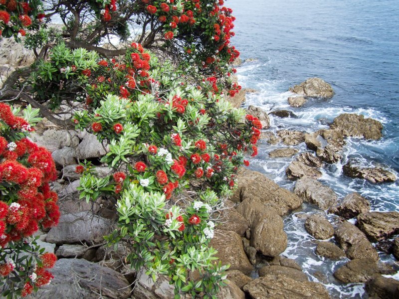 Metrosideros excelsus Soland. ex Gaertn.