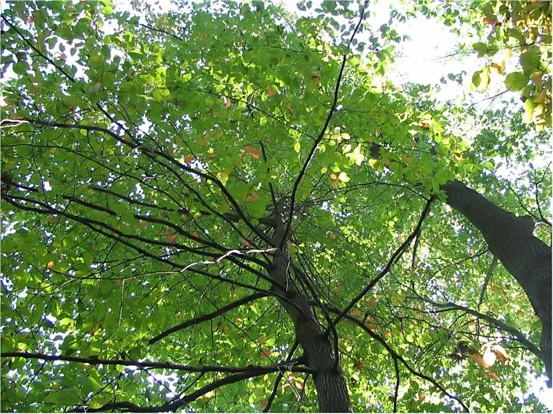 Nyssa sylvatica Marshall