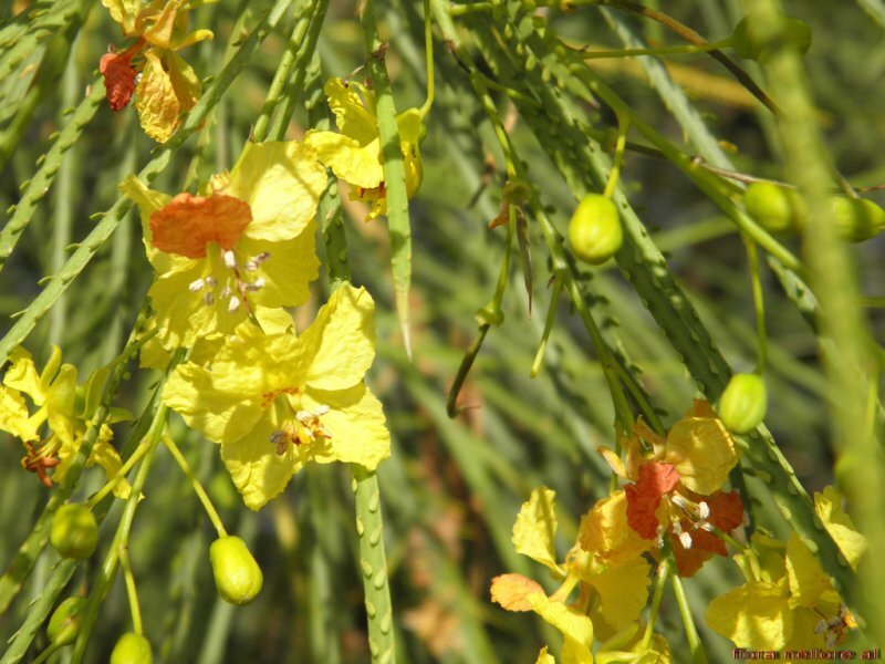 Parkinsonia aculeata L
