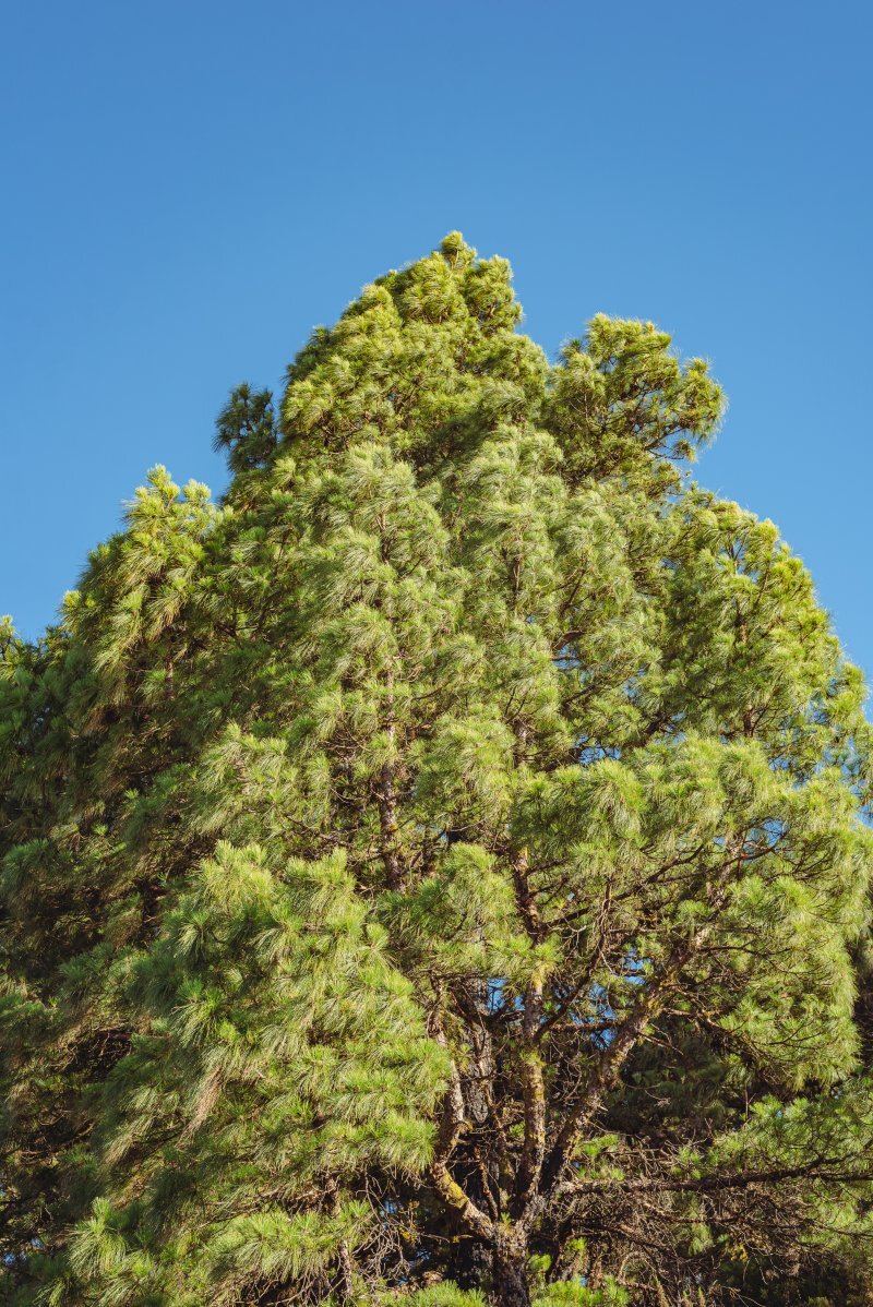Pinus canariensis Chr. Sm. ex DC