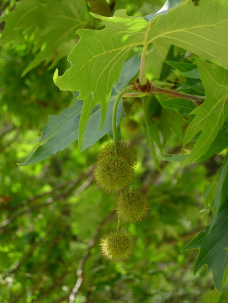 Platanus orientalis L